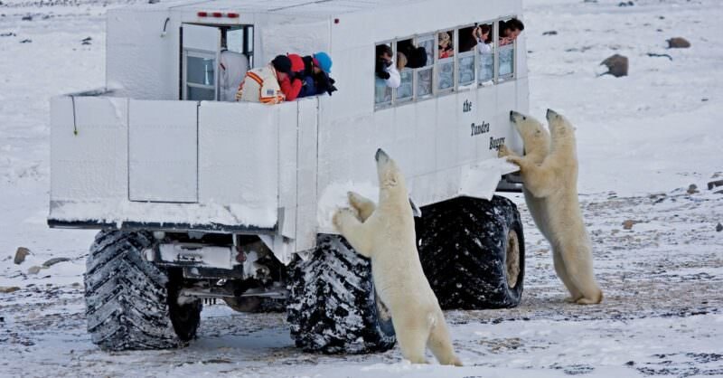 polar bear tourism